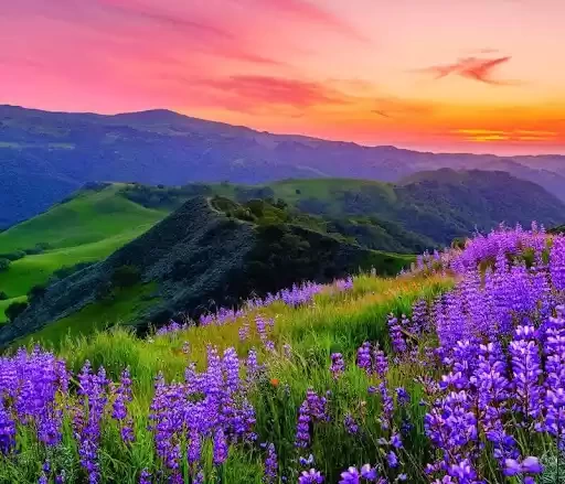 Photo of California’s Tr