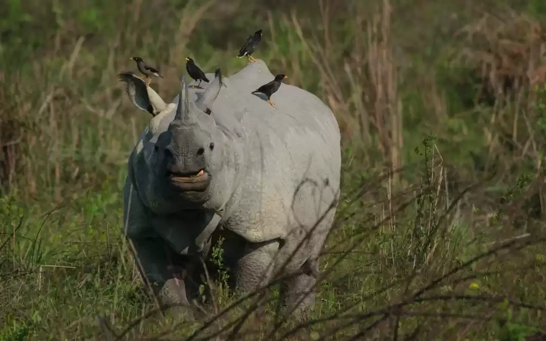 Photo of Kaziranga Natio