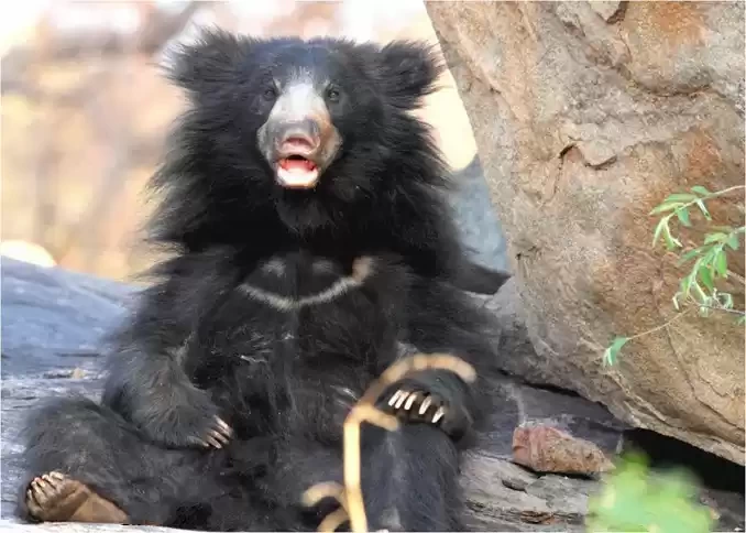 Photo of Sloth Bear Sanc