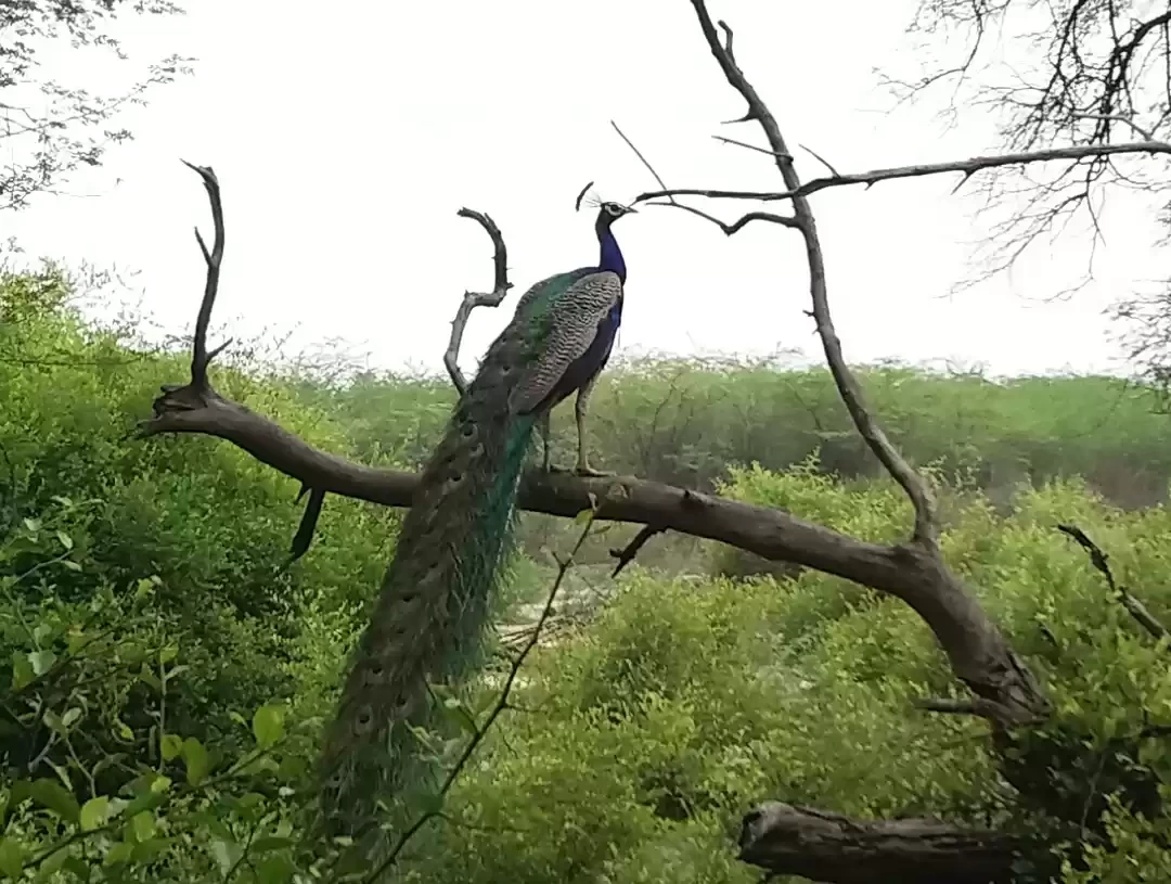 Photo of Birding at Keol