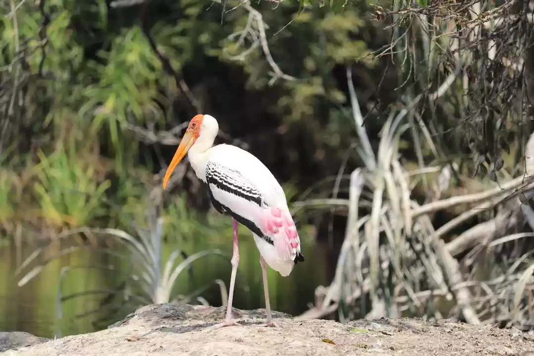 Photo of Srirangapatna B