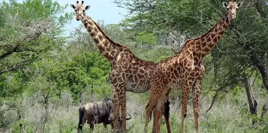 Photo of Unexplored And 