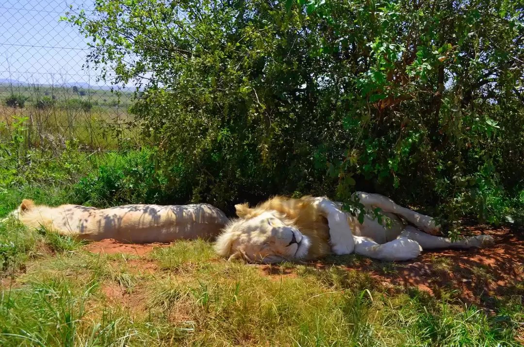 Photo of Wildlife In Sou