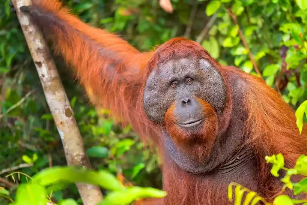 Photo of Borneo, Southea