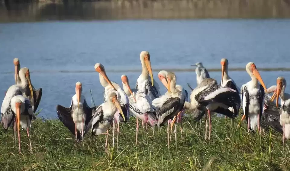 Photo of Bhoj Wetlands, 