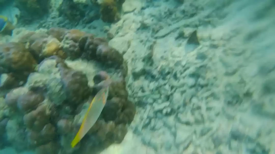 Photo of Colours of Laks