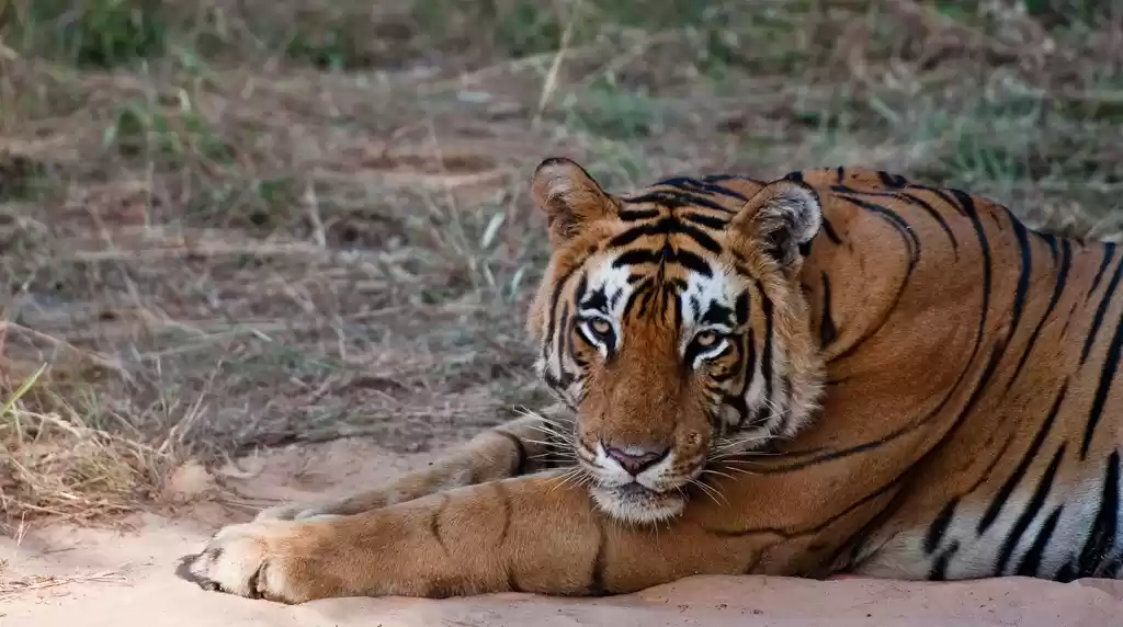 Photo of Spot a Tiger in