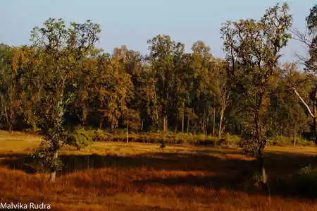 Photo of Kanha National 