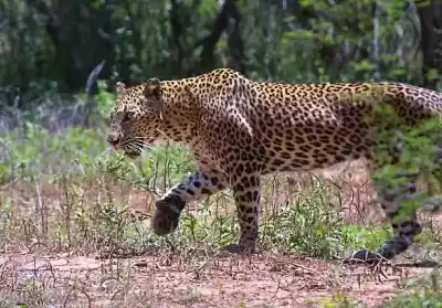 Photo of Netravali Wildl