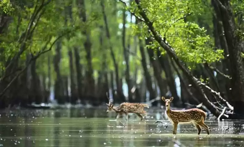 Photo of Sundarbans