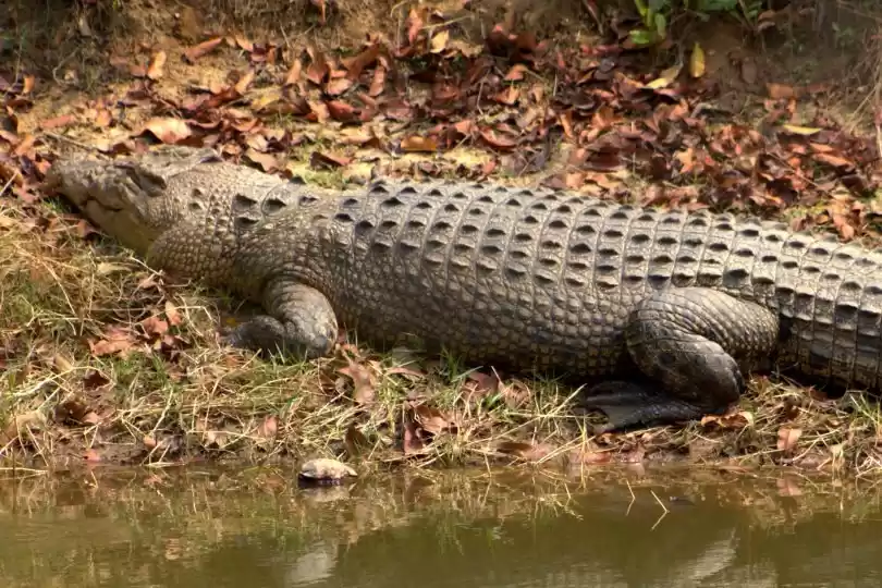 Photo of Bhitarkanika National Park