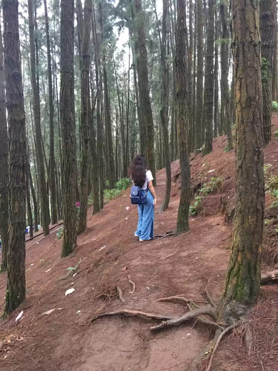 Photo of Vagamon Pine Forest