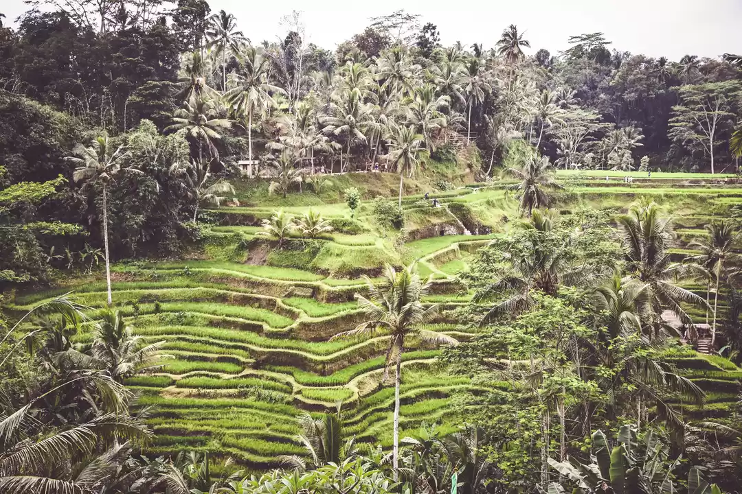 Photo of Tegalalang Rice Terrace