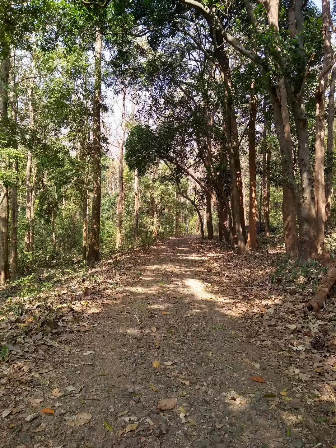 Photo of Dhoni Waterfalls