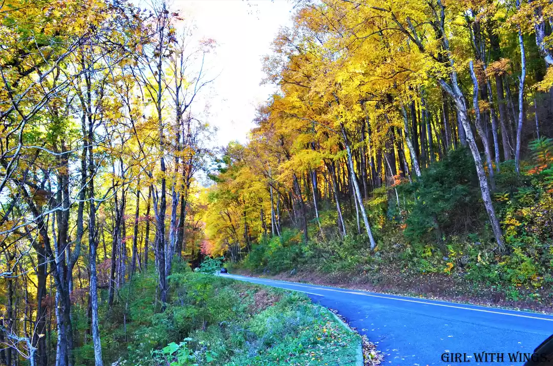 Photo of Newfound Gap Road