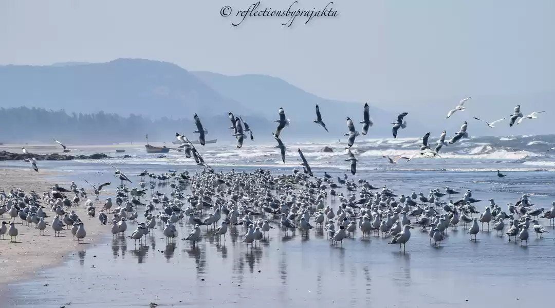 Photo of Harnai Beach