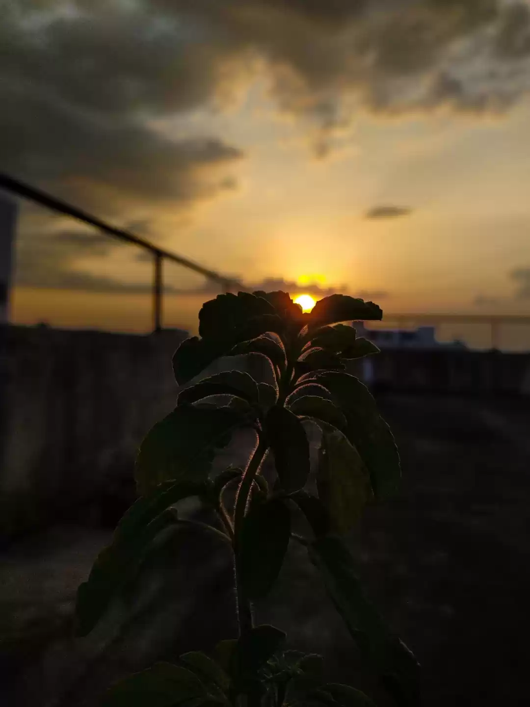 Photo of Ongole