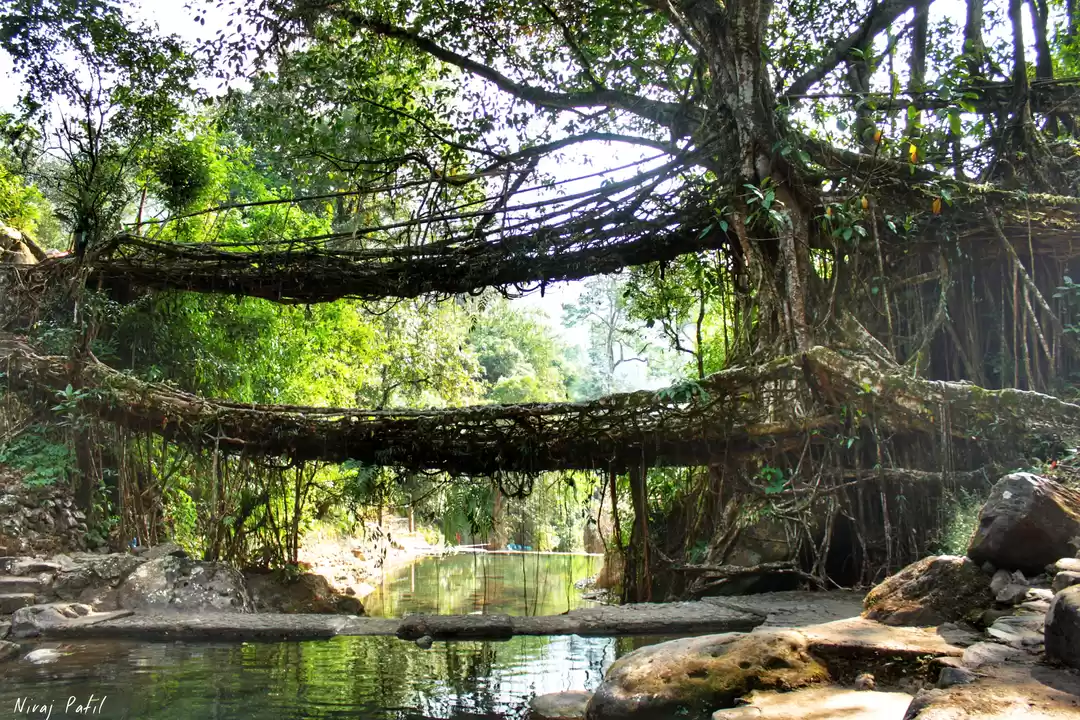 Photo of Jingkieng Nongriat Double Decker Living Root Bridge