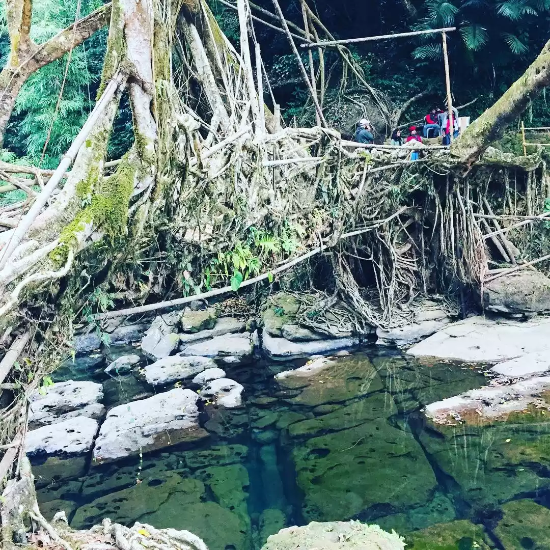 Photo of Living Root Bridge