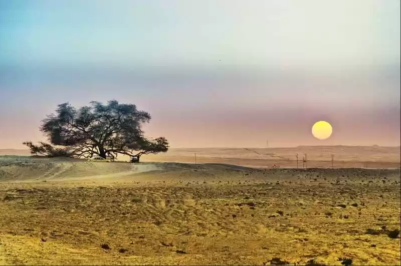 Photo of Tree of Life
