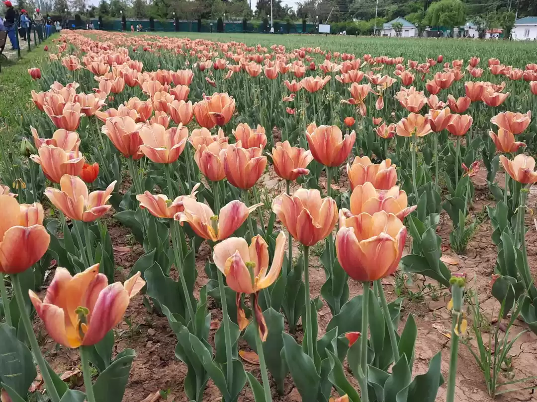 Photo of Kashmir Trip - "Para