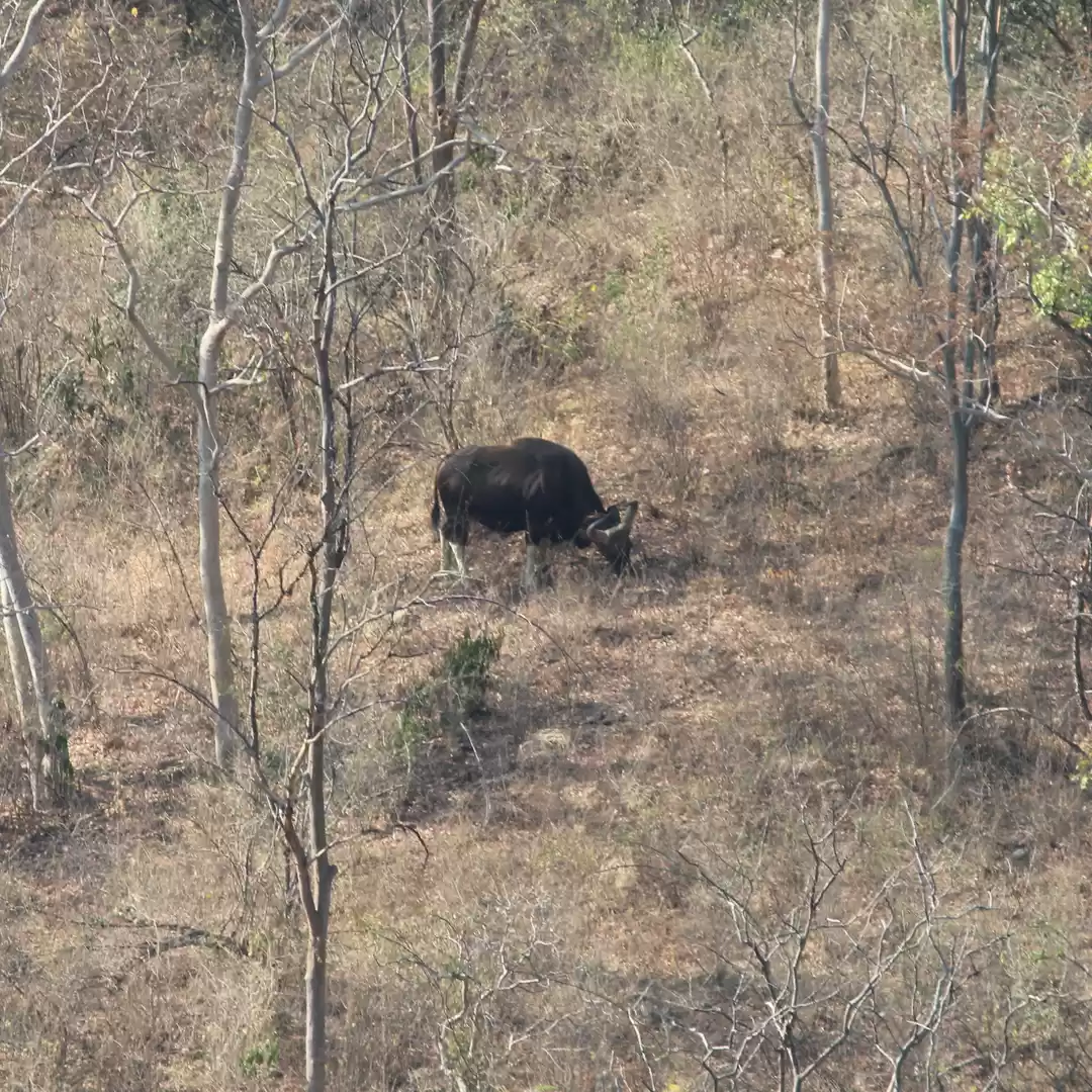 Photo of Chinnar Wildlife Sanctuary