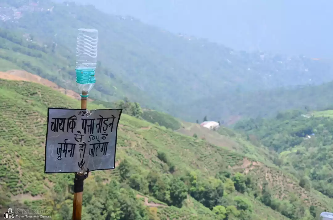 Photo of Happy Valley Tea Estate