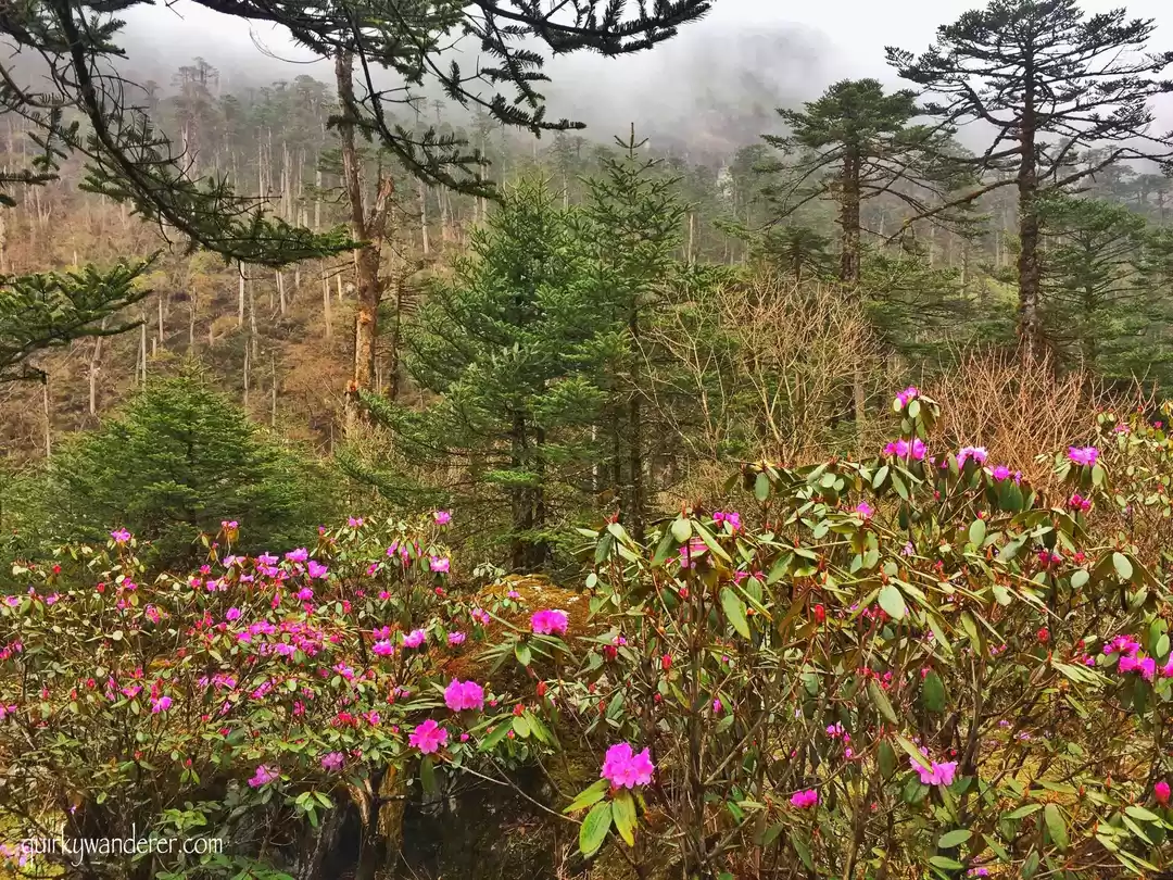 Photo of Yumthang Valley DarkDragon Road