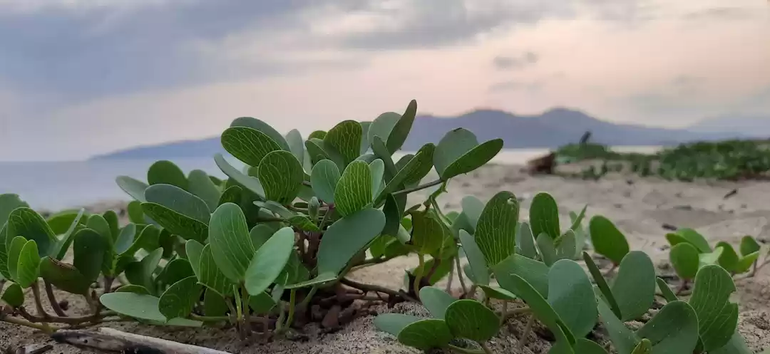 Photo of Nandi Point