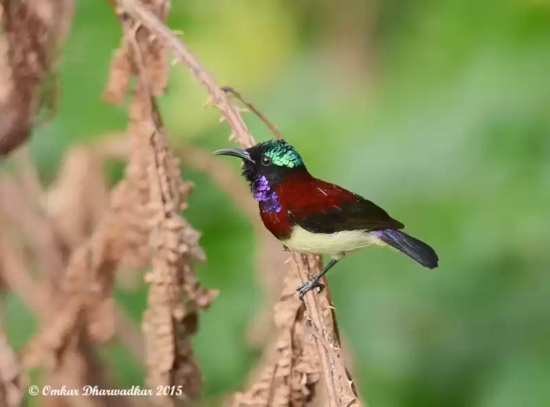 Image 1 of Bird Watching at Bondla Wildlife Sanctuary
