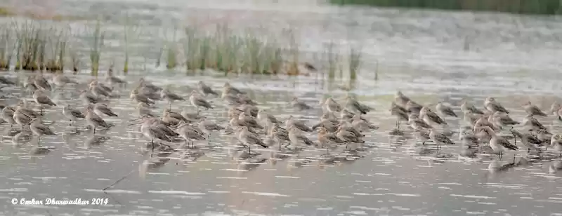 Image 1 of Bird Watching at Carambolim Wetland