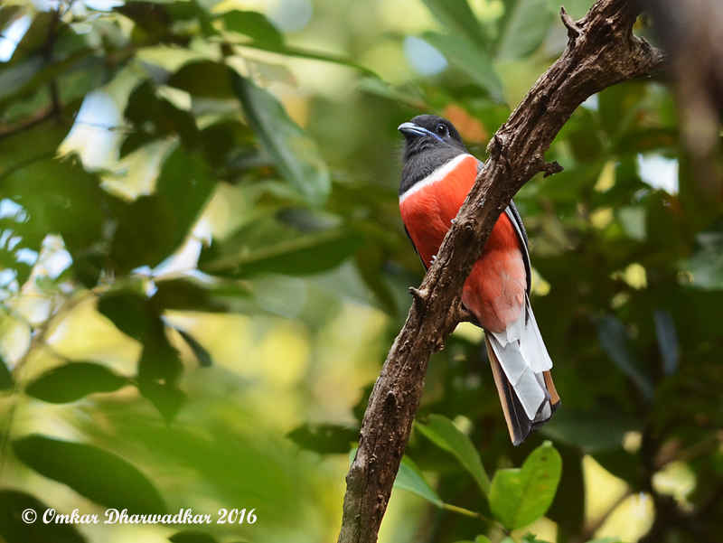 Photo of Goa Weekend Birding