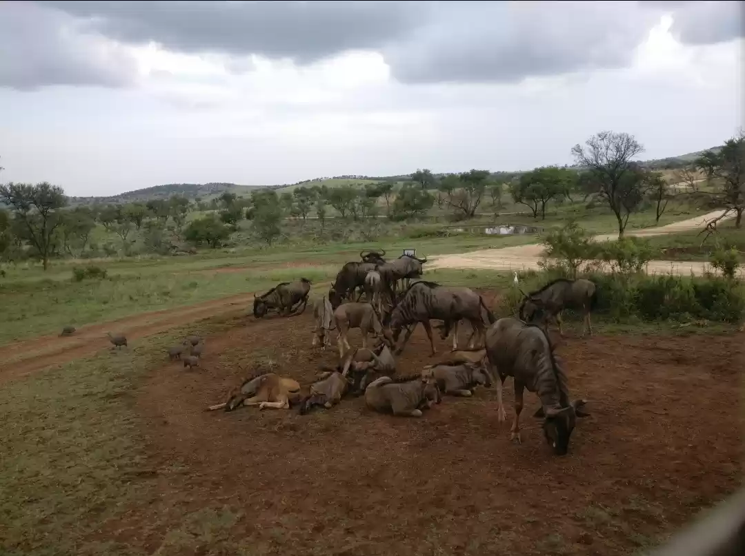 Photo of Pilanesberg National Park
