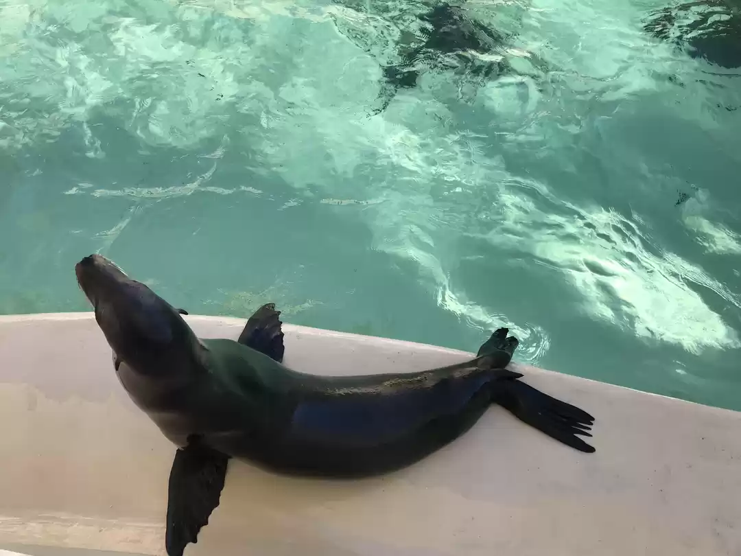 Photo of SeaWorld San Diego