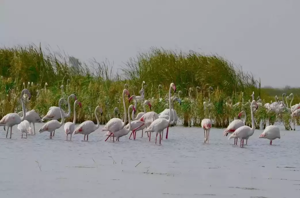 Photo of Nalsarovar Bird Sanctuary