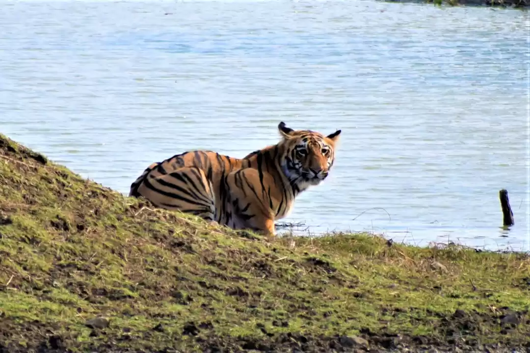 Photo of Tadoba National Park