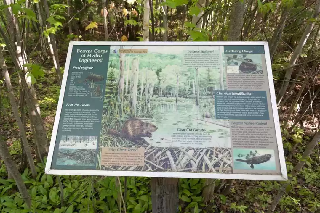 Photo of Beaver Trail