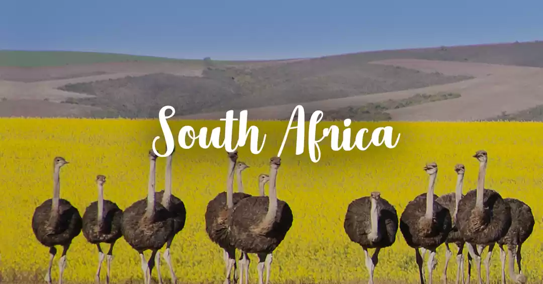 Photo of South African Odyssey