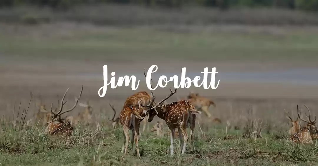 Image 1 of Corbett - Staycation - Tree of Life Resort and Spa - Family Getaways