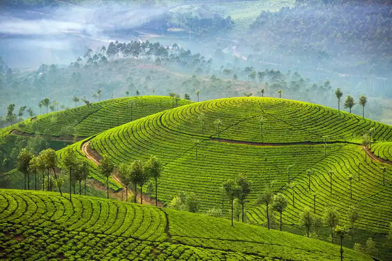 Image 1 of Munnar and Thekkady Tour | 4D/3N
