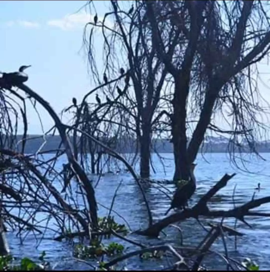 Photo of Lake Naivasha