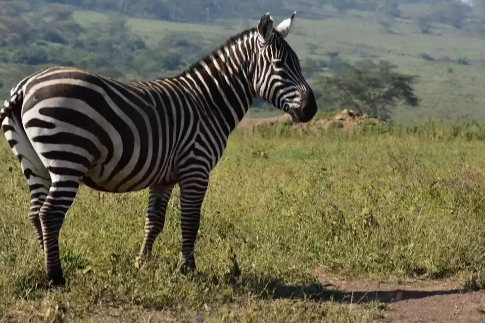 Photo of Lake Nakuru National Park