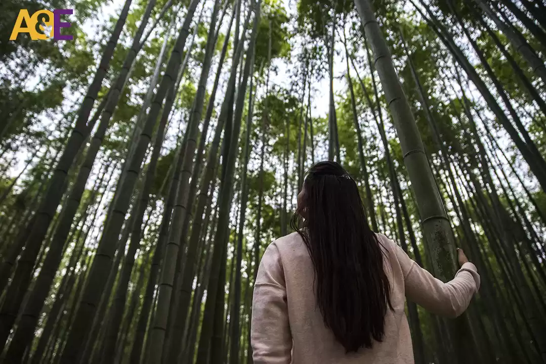 Photo of Arashiyama Bamboo Grove