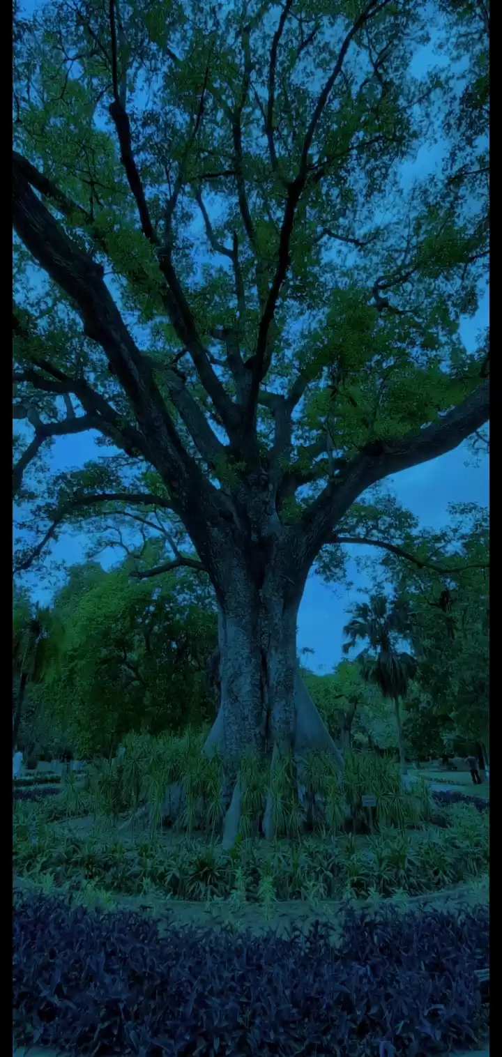 Photo of Baradari Garden