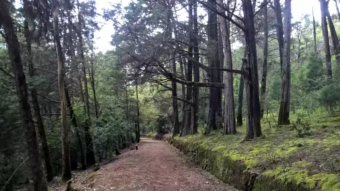 Photo of Forest trail at Fern Hill Forest