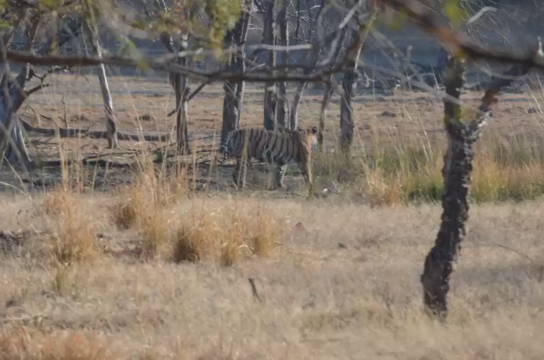 Photo of Ranthambore National Park