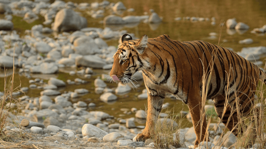 Photo of Jim Corbett National Park