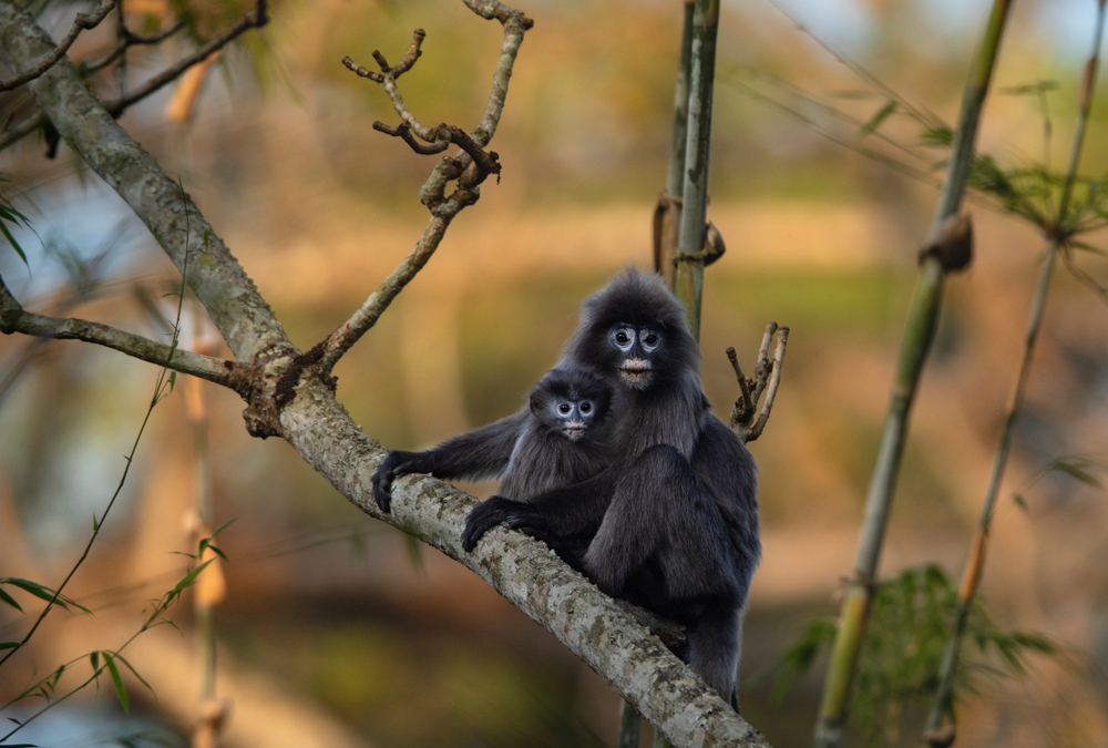 Photo of Sepahijala Wildlife Sanctuary