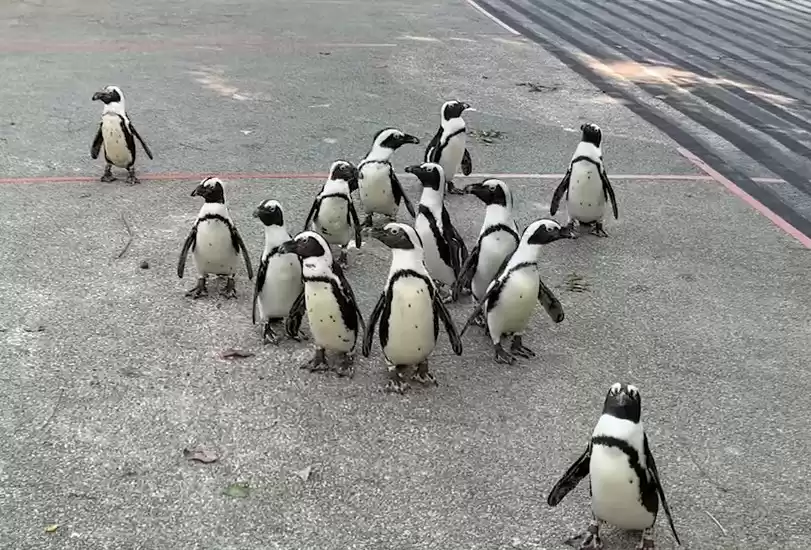 Photo of Penguins in Sin