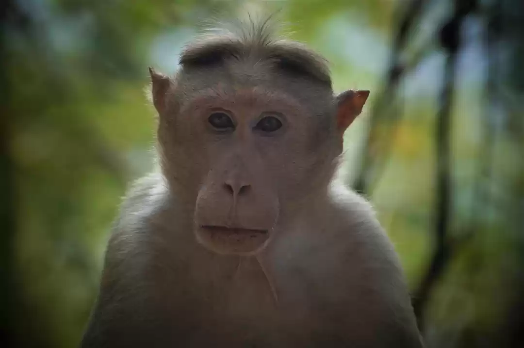 Photo of Mattupetty Dam